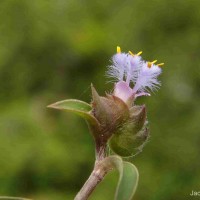 Cyanotis adscendens Dalzell